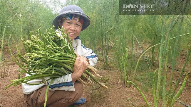Hiện tại, bên cạnh tiêu thụ măng tây trong tỉnh Nam Định, bà Nghĩa còn mở rộng thị trường tại nhiều tỉnh thành khác, phần lớn mặt hàng này được tiêu thụ bởi các nhà hàng, siêu thị, cửa hàng thực phẩm sạch... Hiện tại, bên cạnh tiêu thụ măng tây trong tỉnh Nam Định, bà Nghĩa còn mở rộng thị trường tại nhiều tỉnh thành khác, phần lớn mặt hàng này được tiêu thụ bởi các nhà hàng, siêu thị, cửa hàng thực phẩm sạch...