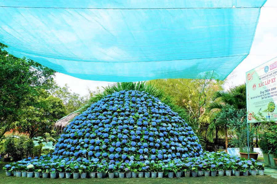 Đường kính bó hoa 14 mét, chiều cao gần 5 mét, dài 12,5 mét được kết từ 1.000 chậu cẩm tú cầu Nhật ẢNH: MINH CHƠN