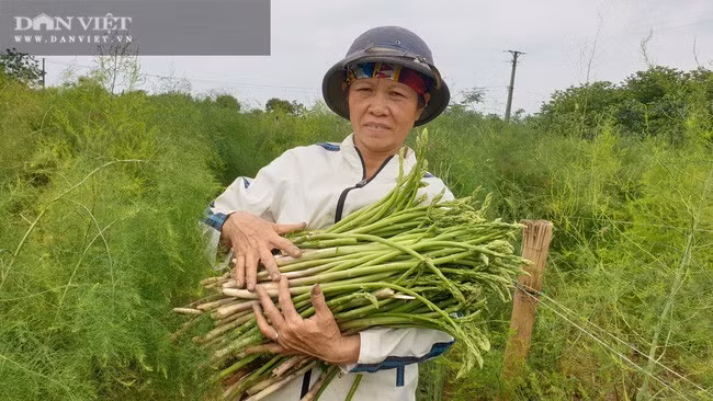 Trồng bạt ngàn măng tây xanh, bà Phạm Thị Nghĩa, xóm 23, xã Nghĩa An, huyện Nam Trực (Nam Định) bỏ túi hàng chục triệu đồng mỗi tháng. Trồng bạt ngàn măng tây xanh, bà Phạm Thị Nghĩa, xóm 23, xã Nghĩa An, huyện Nam Trực (Nam Định) bỏ túi hàng chục triệu đồng mỗi tháng.