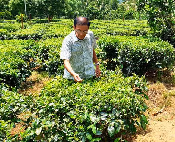  Ông nông dân Nguyễn Hữu Oanh đang chăm sóc vườn chè Gò Loi.