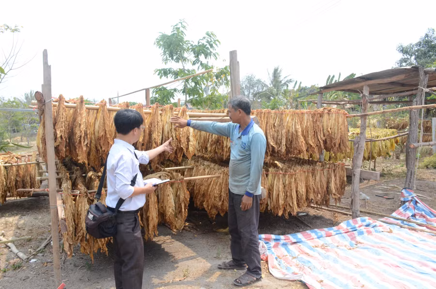 Trồng thuốc lá nâu góp phần bảo vệ rừng, bảo vệ môi trường. Ảnh: Vĩnh Hoàng