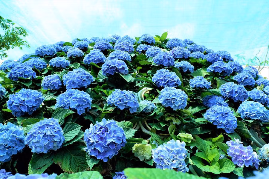 Bó hoa có màu xanh độ đồng đều đạt 90% được anh trồng từ giá thể đất sét và bụi xay xát lúa gạo ẢNH: MINH CHƠN