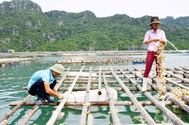 Hàu Thái Bình Dương, nhiều năm nay trở thành thương hiệu hải sản nổi tiếng của ngư dân trên vịnh Bái Tử Long. ẢNH N.H