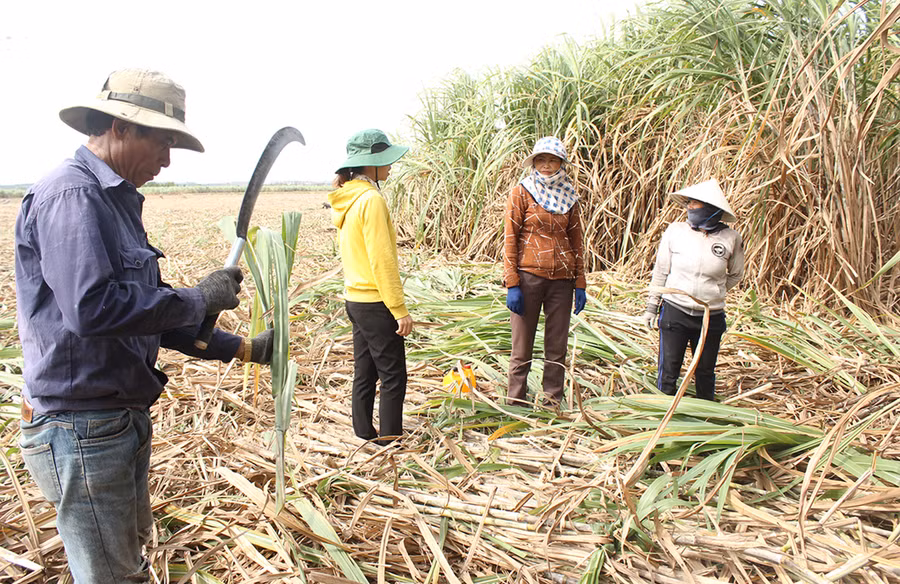Cán bộ của Công ty TTC Gia Lai kiểm tra việc thu hoạch mía của người dân. Ảnh: Nguyễn Diệp Cán bộ nguyên liệu của Công ty kiểm tra việc thu hoạch mía đảm bảo sạch sẽ. Ảnh: Nguyễn Diệp