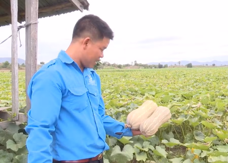 2 Anh Hà Trọng Phú (thôn Sông Ba, xã Chư Rcăm, huyện Krông Pa) chia sẻ về cách trồng bí đỏ cho năng suất cao-Ảnh Vũ Chi