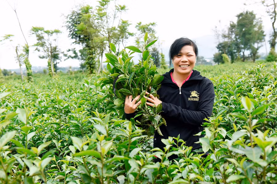Chị Huyền kể: “Trước đây, gia đình tôi rất khó khăn, không có vốn để phát triển kinh tế. Được Hội Phụ nữ xã giúp đỡ, tôi vay được 30 triệu đồng từ nguồn vốn vay Giải quyết việc làm của NHCSXH huyện để phát triển kinh tế. Tôi đã dùng số tiền đó chăm sóc 5 sào chè và 3 sào cà phê. Đến nay, mô hình này đã cho gia đình tôi thu hoạch và đem lại thu nhập trên 100 triệu đồng/năm. Nhờ đó, tôi đã xây được nhà kiên cố và có cuộc sống ổn định”.
