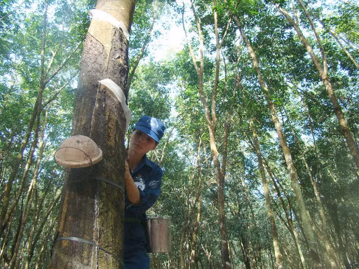  Nhu cầu tăng cao từ Trung Quốc giúp giá cao su xuất khẩu của Việt Nam tăng liên tiếp trong 9 tháng liền. Ảnh: I.T