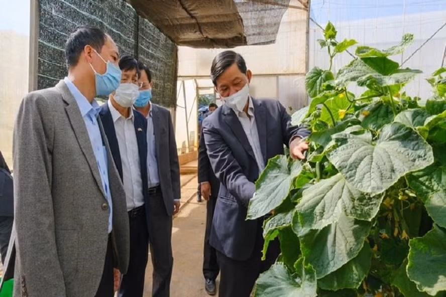 Bí thư Tỉnh ủy Lâm Đồng Trần Đức Quận kiểm tra tình hình sản xuất tại Nông trường Vineco Đa Nhim (Lạc Dương). Nguồn: Báo Lâm Đồng