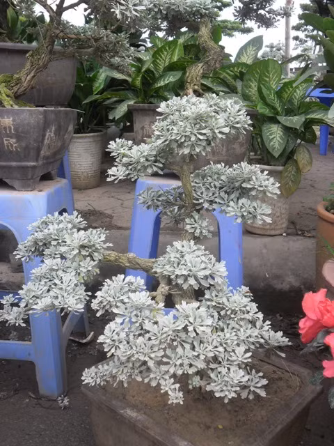 Cúc mốc dễ tạo dáng đặc biệt là thế hoành, huyền chỉ cần trồng vào chậu nhỏ là đã có dáng thế của một cây cổ thụ.