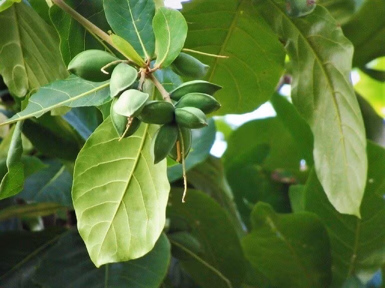 Lá bàng có thể chữa được bệnh sâu răng; chữa sốt, trị ghẻ,mụn nhọt, viêm loét dạ dày, tê nhức chân tay… Ảnh: Từ Ân