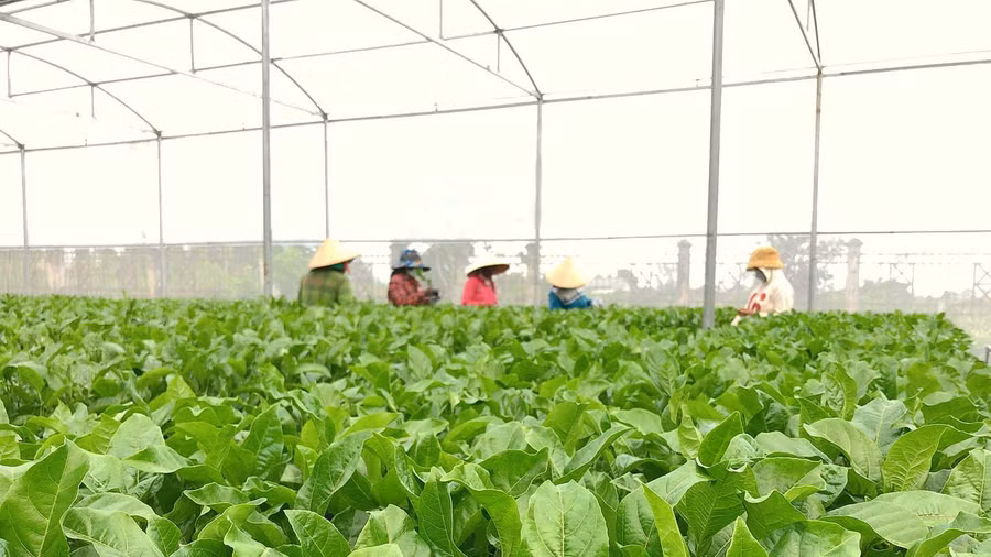 Vườn cây chanh leo đầu dòng của Công ty TNHH một thành viên Giống cây trồng Gia Lai. Ảnh: Nguyễn Diệp