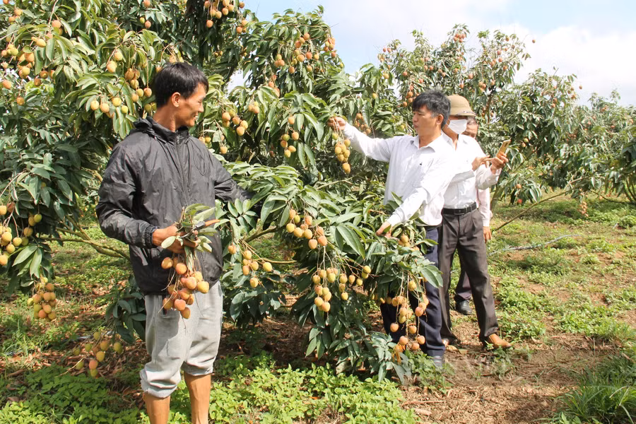 Cây vải ở xã Ea Dăh, huyện Krông Năng phát triển tốt, mang lại hiệu quả kinh tế cao cho nông dân. Ảnh: Duy Hậu