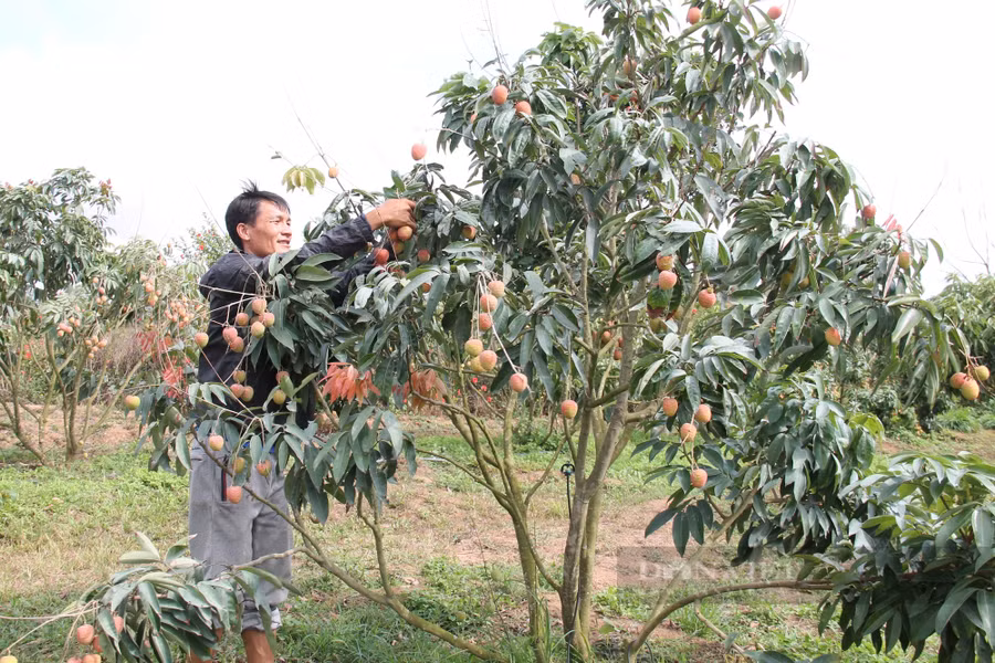 Do thiếu liên kết nên hầu hết vải chín sớm ở Đắk Lắk chưa có mã vùng trồng. Ảnh: Duy Hậu