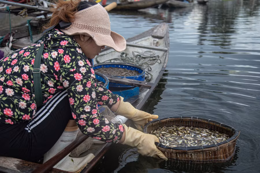 Nhiều loại thủy sản sống ở vùng nước lợ mà chỉ có trên phá Tam Giang mới có