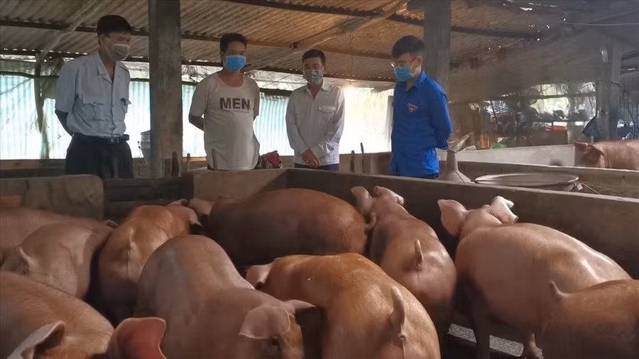  Xăng, bánh mì và thịt heo đều là những loại hàng hoá thiết yếu. Và cả 3 đều có điểm chung là đều tăng phi mã. Ảnh: Văn Sỹ