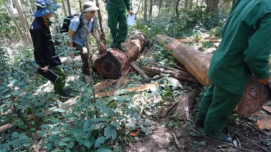 Thời gian qua đã có nhiều cán bộ kiểm lâm ở Đắk Lắk xin nghỉ việc do áp lực công việc và nhiều nguyên nhân khác. Ảnh minh họa: B.T