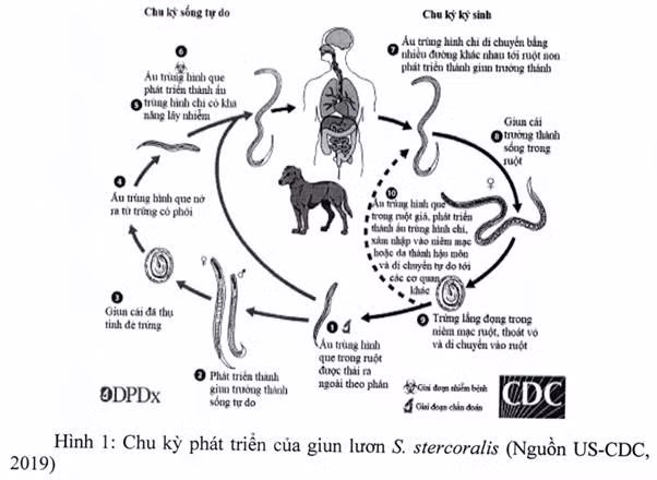 Vật nuôi (chó) có thể là nguồn lây nhiễm giun lươn cho người, gây bệnh ở người nếu không được điều trị. Ảnh: Bộ Y tế