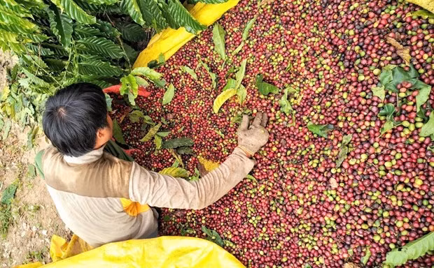  Nông dân Kon Tum thu hái càphê phục vụ chế biến xuất khẩu. (Ảnh: TTXVN)