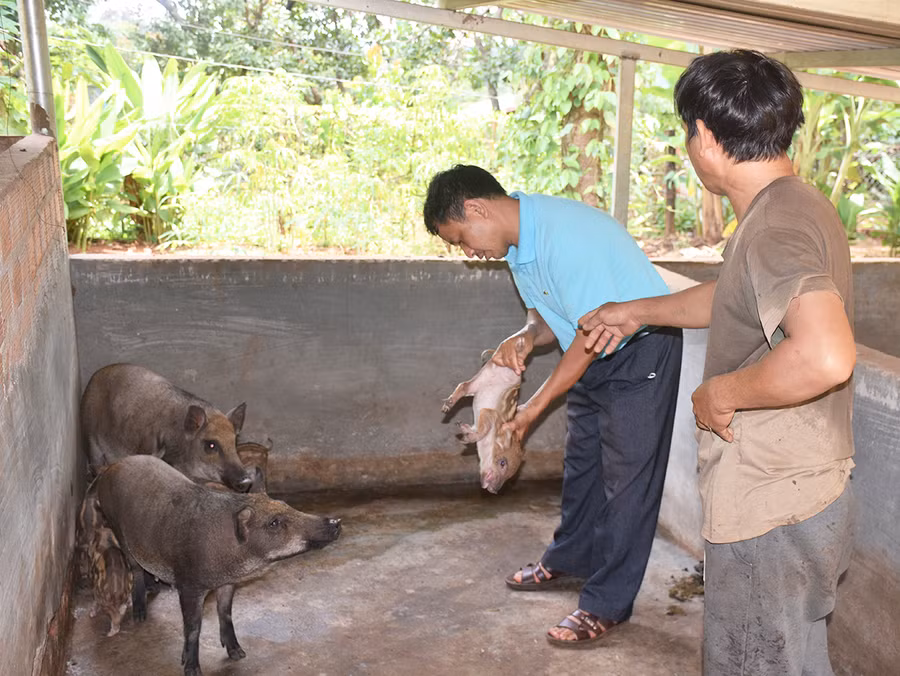  Cán bộ nông nghiệp huyện Đức Cơ thường xuyên đến các hộ chăn nuôi kiểm tra sức khỏe đàn lợn. Ảnh: Mai Ka