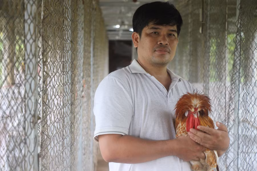 Anh Biên có niềm đam mê sưu tầm nhân giống gà kiểng mới lạ. Ảnh: Duy Tân