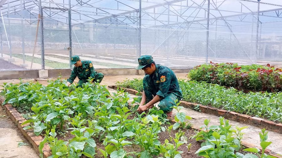 Vườn rau xanh của Đồn Biên phòng Cửa khẩu Quốc tế Lệ Thanh. Ảnh: Thiên Thanh