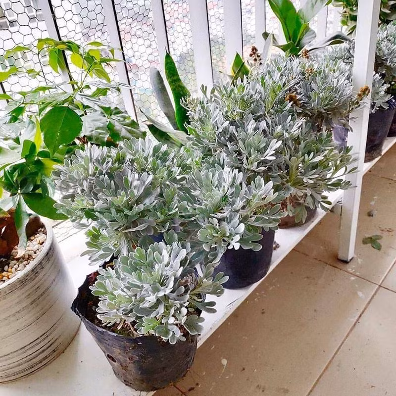 Cúc mốc là loại cây cảnh họ cúc, có tên gọi khác là nguyệt bạch, ngải phù dung, ngọc phù dung,.. (tên khoa học là Crossostephium chinense (A. Gray ex L.) Mak.