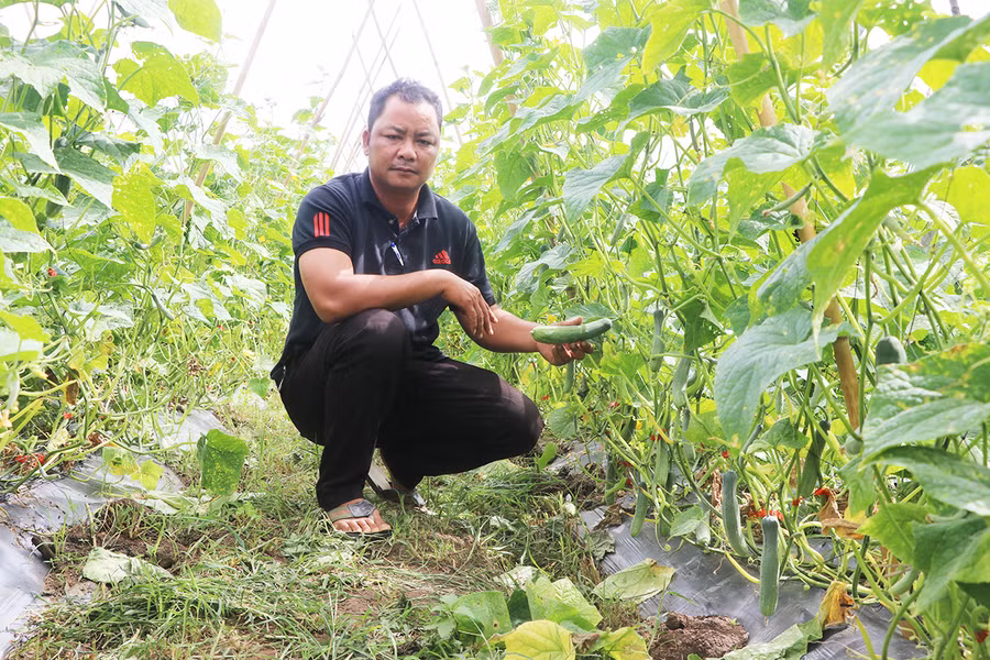 Anh Đinh Văn Nhoắc (làng Jro Ktu Đak Yang, xã Yang Bắc) chăm sóc vườn dưa leo. Ảnh: Ngọc Minh Anh Đinh Văn Nhoắc (làng Jro Ktu Đak Yang, xã Yang Bắc) chăm sóc vườn dưa leo. Ảnh: Ngọc Minh