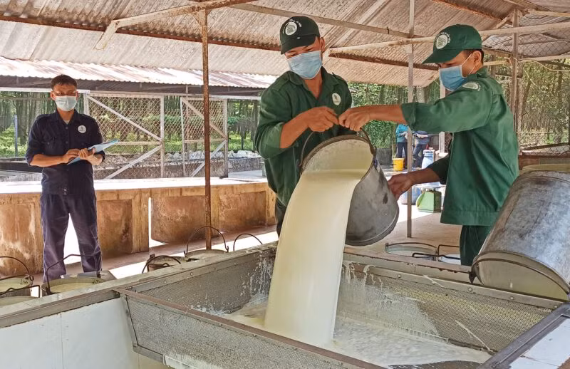 Việt Nam là quốc gia lớn thứ ba trên thế giới về lượng cung cao su thiên nhiên, trong đó thị trường tiêu thụ cao su lớn nhất của Việt Nam là Trung Quốc. Trong ảnh: Công nhân Công ty Cao su Dầu Tiếng sơ chế mủ. Ảnh: CSDT.