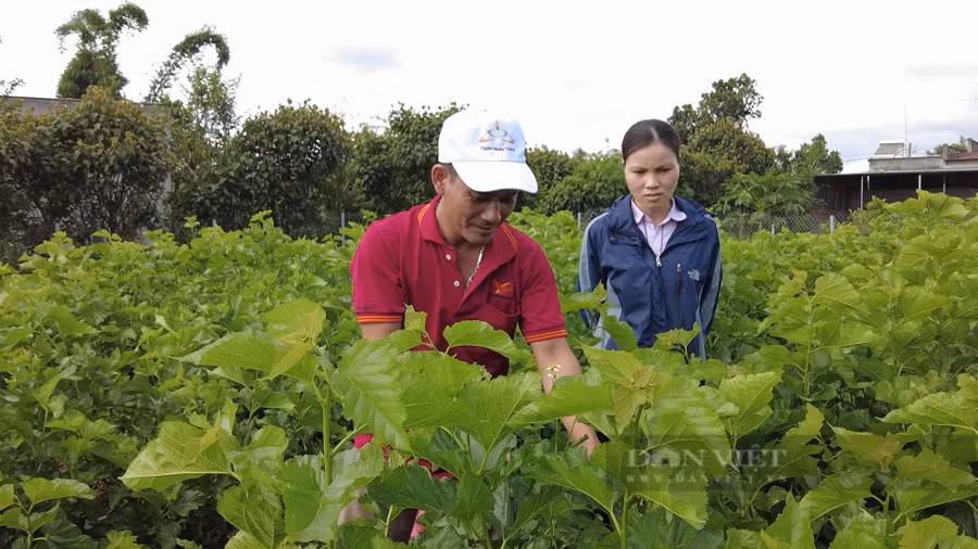 Anh Nguyễn Văn Tiến hái dâu tại khu vườn có diện tích khoảng 3.000m2 của gia đình mình. Ảnh: Văn Long