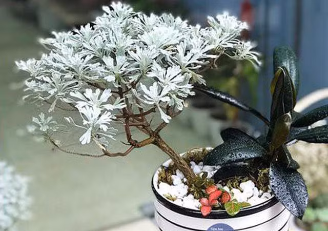 Ngoài làm cây cảnh, làm vị thuốc Đông y, cúc mốc còn có nhiều ý nghĩa phong thủy nổi bật.