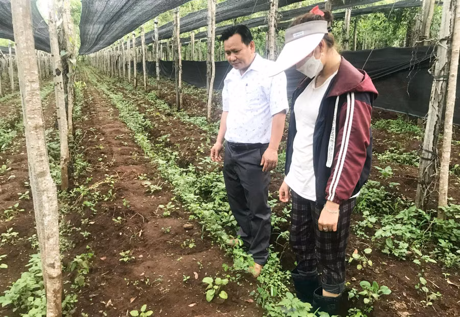Cây đan sâm trồng tại vườn của ông Vũ Sức Khỏe (thôn Châu Sơn, xã Đak Yă, huyện Mang Yang). Ảnh: Nguyễn Diệp