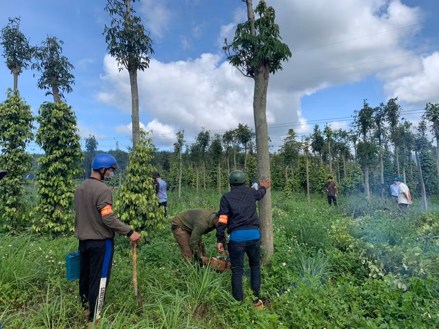 Lực lượng chức năng cưa hạ cây do người dân trồng trên đất bị lấn chiếm. Ảnh: Thanh Quân