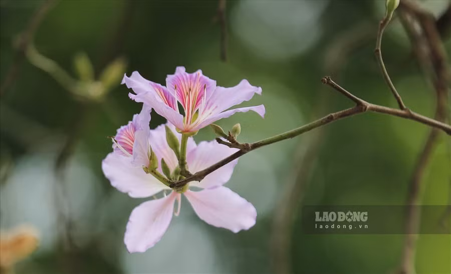 Không chỉ “hút hồn” giới trẻ, hoa ban còn thu hút đông đảo người dân Thủ đô ở mọi lứa tuổi. Ảnh: Tô Thế. Không chỉ “hút hồn” giới trẻ, hoa ban còn thu hút đông đảo người dân Thủ đô ở mọi lứa tuổi. Ảnh: Tô Thế.