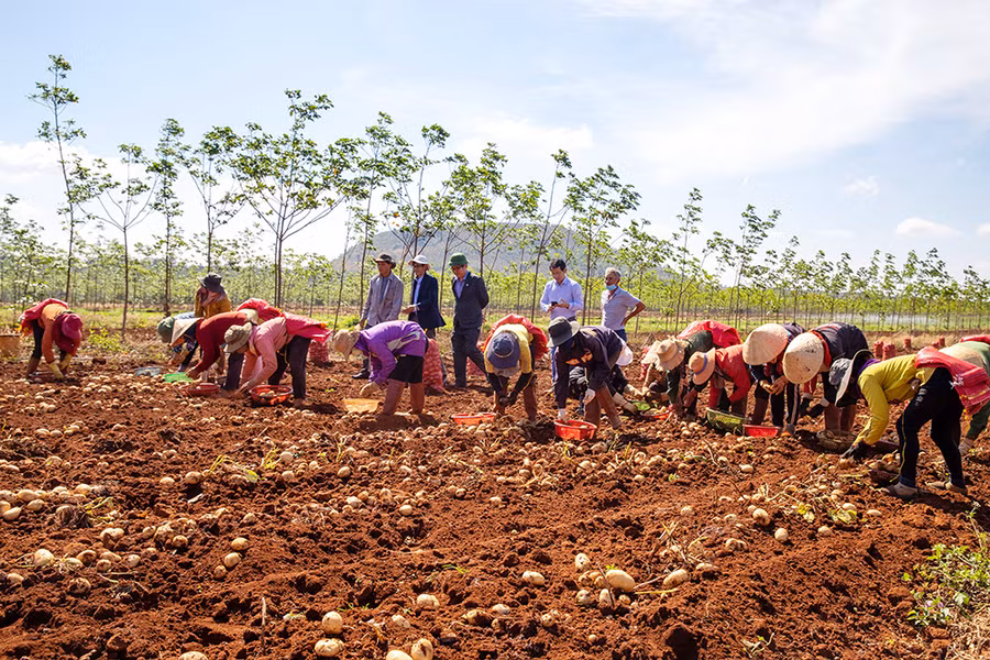 Gia Lai được đánh giá là vùng đất tiềm năng phát triển cây khoai tây, dự kiến PepsiCo Việt Nam sẽ mở rộng vùng nguyên liệu thêm 30% mỗi năm. Gia Lai được đánh giá là vùng đất tiềm năng phát triển cây khoai tây, dự kiến PepsiCo Việt Nam sẽ mở rộng vùng nguyên liệu thêm 30% mỗi năm .