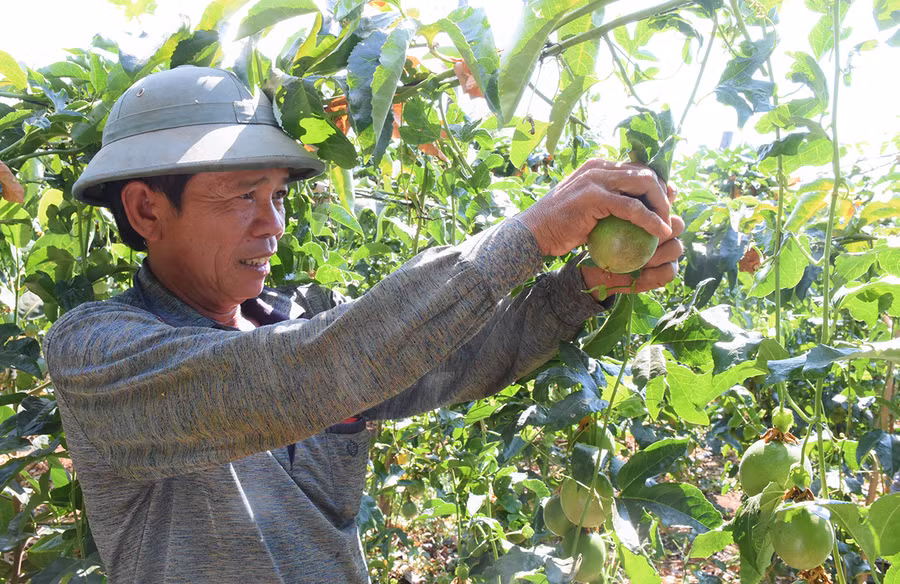  Ông Huỳnh Sơn (xã Ia Hla, huyện Chư Pưh) chăm sóc vườn chanh dây của gia đình. Ảnh: Minh Nguyễn