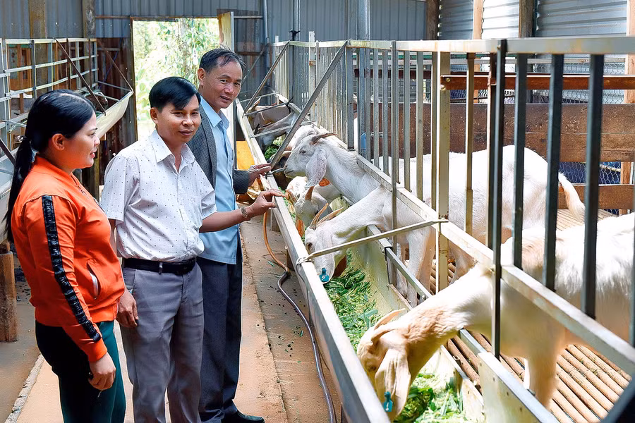 Mô chăn nuôi dê nhốt chuồng ở huyện Mang Yang cho hiệu quả kinh tế cao.