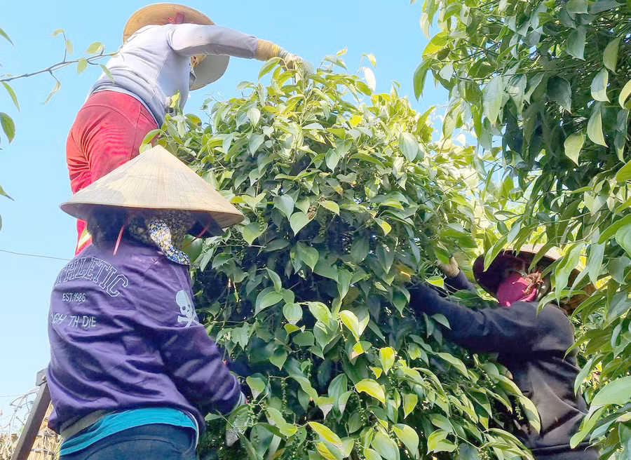 Nhân công thu hoạch tiêu tại vườn gia đình chị Lê Thị Châu (xã Ia Hlốp, huyện Chư Sê). Ảnh: Hà Phương