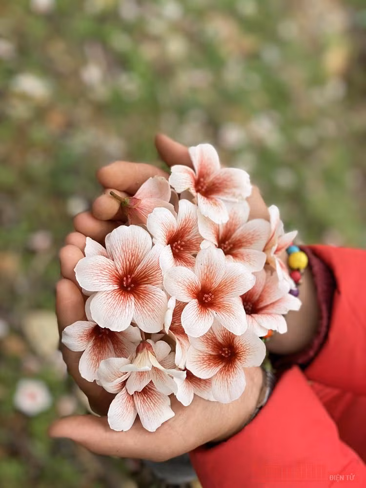 Hoa trẩu mong nhẹ mang vẻ đẹp thuần khiết 