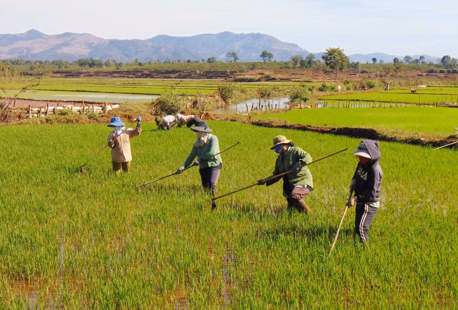 Người dân huyện Ia Grai chăm sóc lúa Đông xuân. Ảnh: Lê Nam