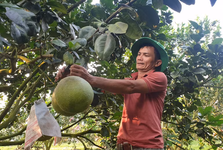 Anh Nguyễn Trung Hưng thu hoạch bưởi da xanh
