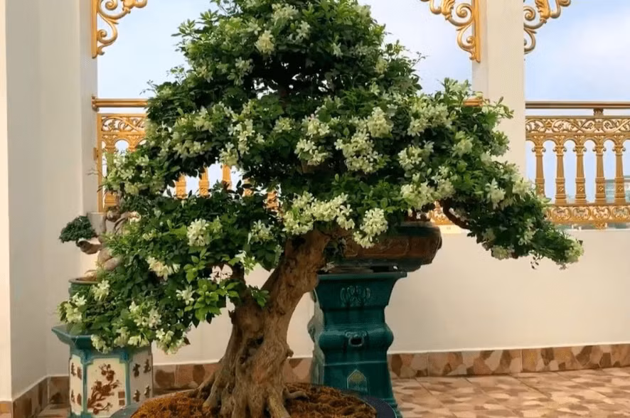  Cây nguyệt quế. Ảnh: GG
