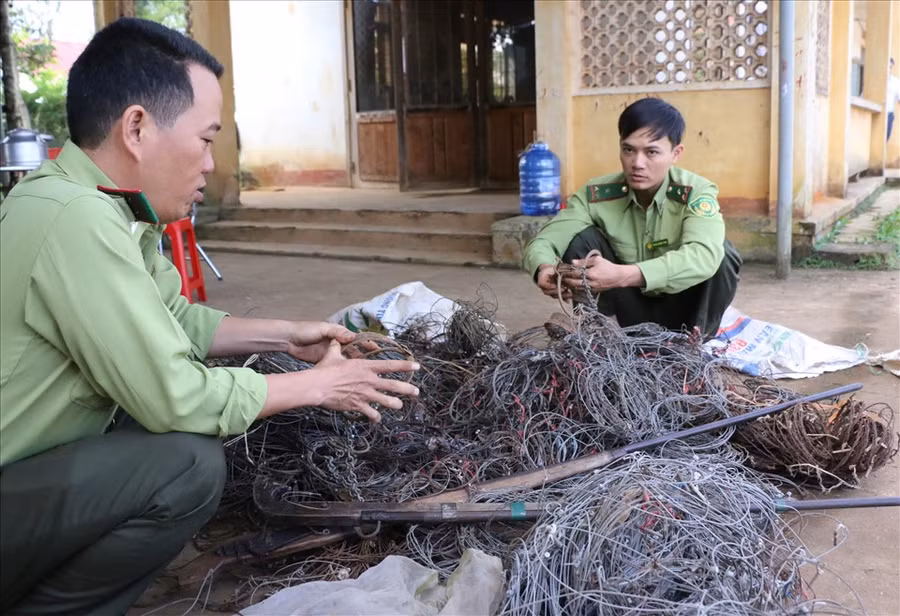  Thời gian qua, cán bộ kiểm lâm đã tháo gỡ hàng ngàn chiếc bẫy thú nằm trong Vườn quốc gia Tà Đùng. Ảnh: Đức Hùng