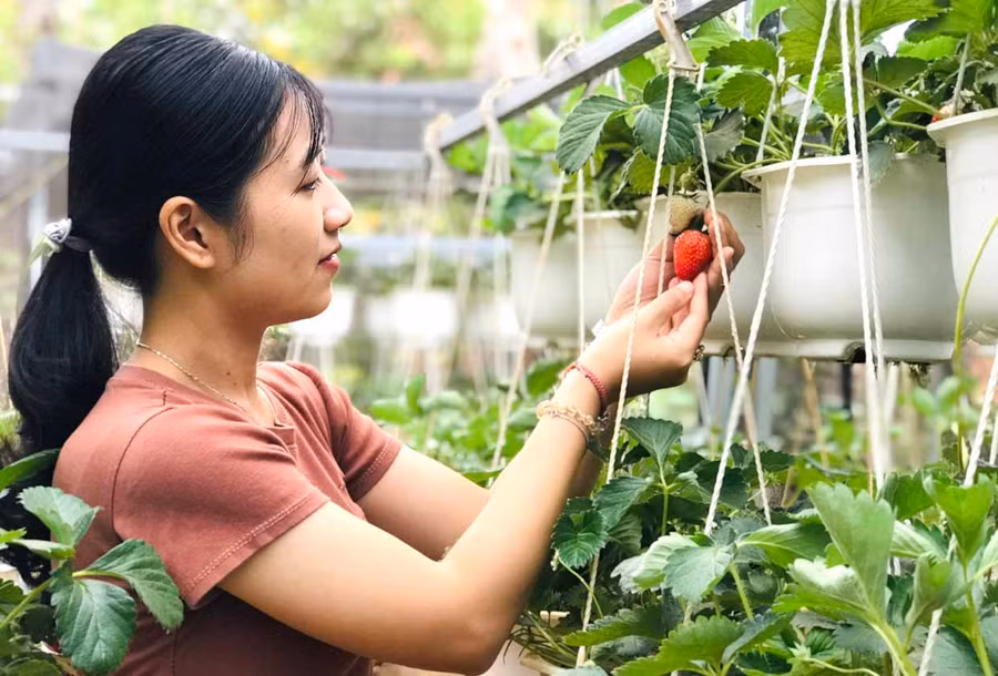 Chị Vũ Hồng Hạnh chăm sóc vườn dâu tây sạch của gia đình để phục vụ việc làm bánh. Ảnh: Trần Dung