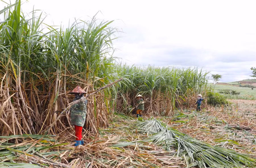 Người dân xã Kông Pla (huyện Kbang) thu hoạch mía niên vụ 2020-2021. Ảnh: Ngọc Minh