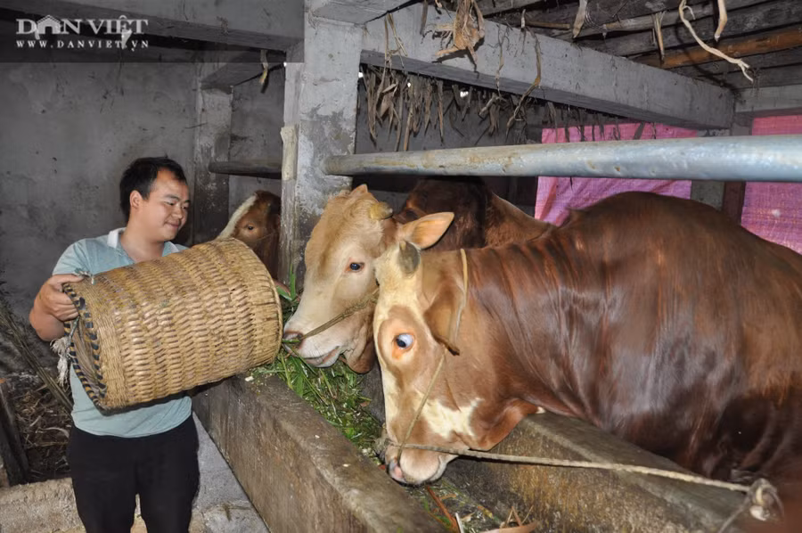 Anh Sùng Mý Hồng nuôi bò vỗ béo tại gia đình ở Pả Vi, huyện Mèo Vạc, Hà Giang.