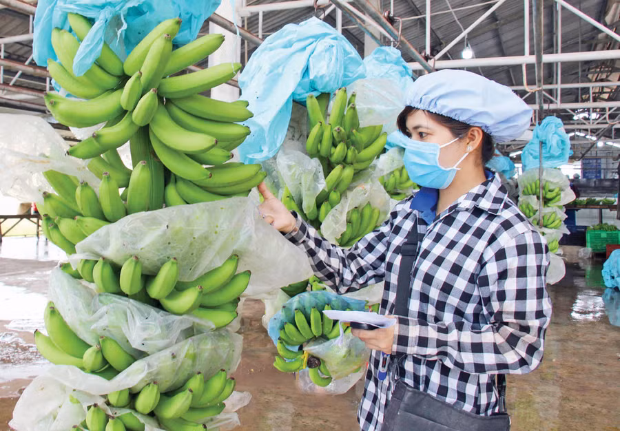 Tiềm năng xuất khẩu chuối sang EU rất lớn sau EVFTA. Trong ảnh: Sơ chế, phân loại chuối tại Công ty Út Huy (Long An). Ảnh: I.T Tiềm năng xuất khẩu chuối sang EU rất lớn sau EVFTA. Trong ảnh: Sơ chế, phân loại chuối tại Công ty Út Huy (Long An). Ảnh: I.T