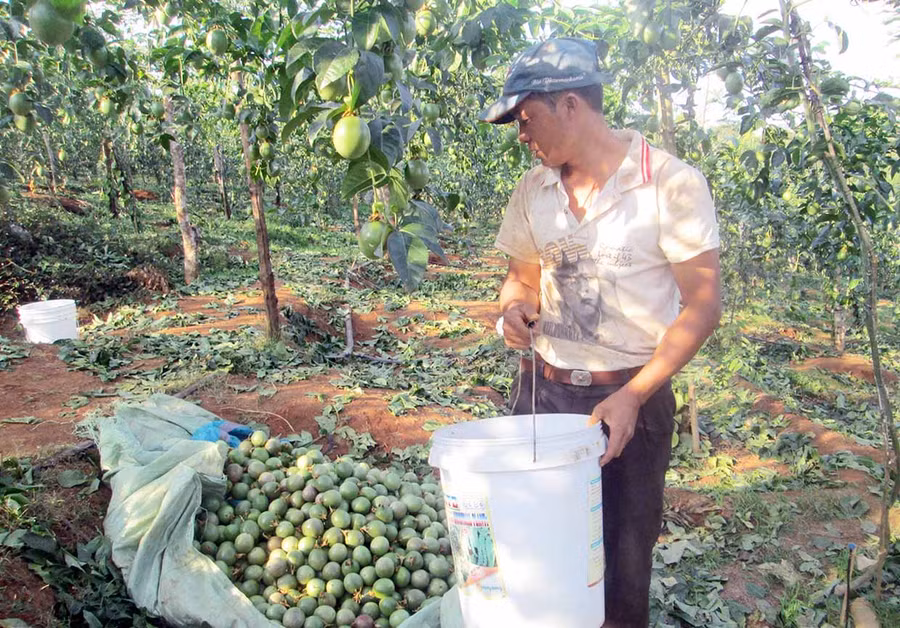 Nông dân xã Nam Yang (huyện Đak Đoa) thu hoạch chanh dây. Ảnh: Nguyễn Diệp