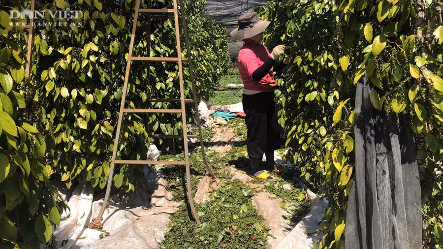 Theo dự đoán, năm nay sản lượng hồ tiêu tại Gia Lai sẽ giảm hơn so với năm ngoái. Tuy nhiên, theo một số người tại thủ phủ hồ tiêu xã Nam Yang, huyện Đăk Đoa, vì đi theo hướng hữu cơ nên vườn tiêu của họ phát triển khá bền vững, năng suất ổn định