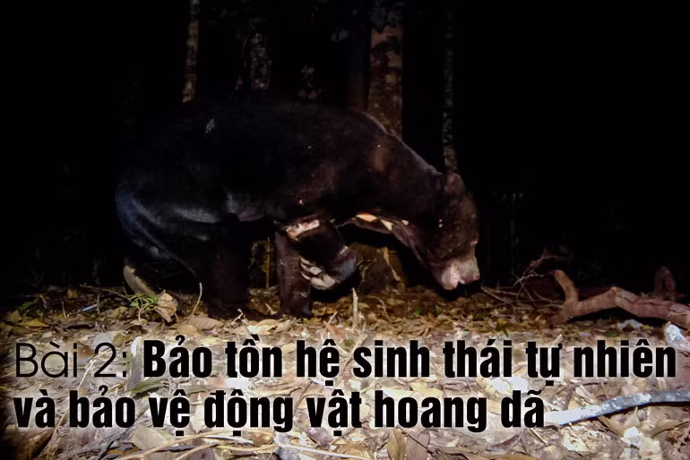 Gấu chó được chụp bằng bẫy ảnh tại VQG Bidoup - Núi Bà. (Ảnh VQG Bidoup - Núi Bà cung cấp)