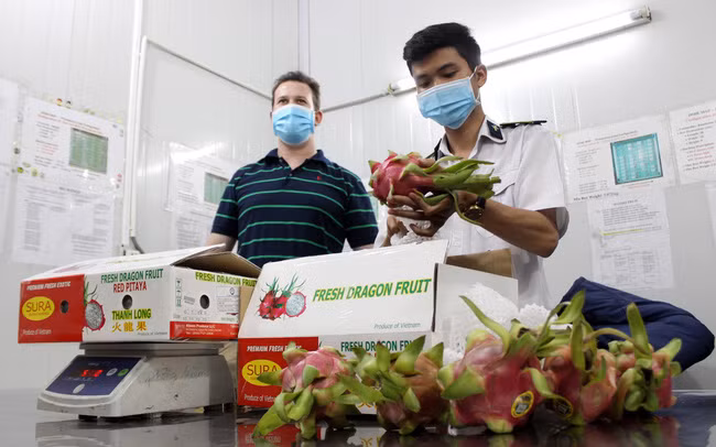  Làm thủ tục chiếu xạ để xuất khẩu thanh long sang Mỹ. Ảnh: P.V
